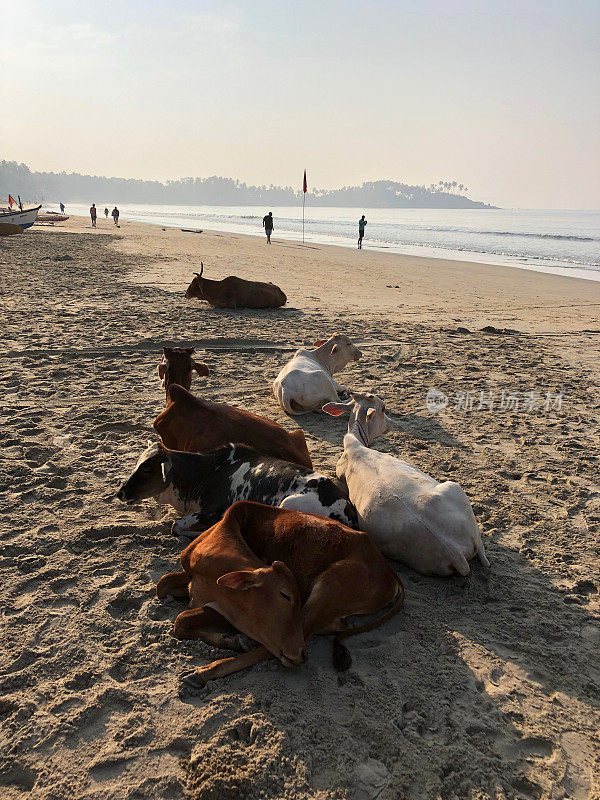 这是六头慵懒的野生圣牛在印度果阿的旅游海滩/度假胜地睡觉，在棕色和白色的沙滩上晒太阳